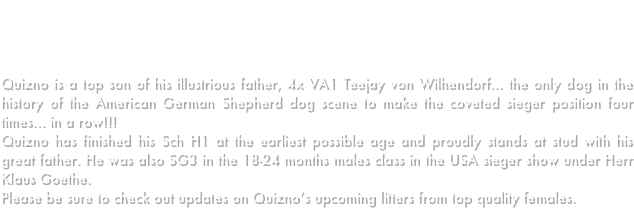 We are THRILLED to announce that our Quizno has been awarded VA3 at the USA Sieger Show as only a 2 year old under Herr Hans-Joachim Dux!    Quizno was awarded this wonderful place due to his fantastic anatomy and OUTSTANDING protection routine, which was lauded by many as the best, including Mr. Dux!   
Quizno is a top son of his illustrious father, 4x VA1 Teejay von Wilhendorf... the only dog in the history of the American German Shepherd dog scene to make the coveted sieger position four times... in a row!!!
Quizno has finished his Sch H1 at the earliest possible age and proudly stands at stud with his great father. He was also SG3 in the 18-24 months males class in the USA sieger show under Herr Klaus Goethe.
Please be sure to check out updates on Quizno’s upcoming litters from top quality females.