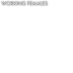 WORKING females
Rhapsody von Wilhendorf VA4 & American Bred Vice Siegerin.

Sienna von Wilhendorf V11
(Teejay x Excell Wilhendorf)

Paris von Wilhendorf V19

The von Wilhendorf females were not only commended for their beautiful anatomy but also their super temperaments and top bitework.