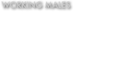 WORKING males
Teejay von Wilhendorf VA1 & American Bred Sieger. This win brings his Sieger tally a record 4 times.

Quizno von Wilhendorf V 6
(Teejay von Wilhendorf son)

Jackson von Wilhendorf V14