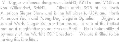  V1 Digger v Elzmuendungsraum, SchH3, KKL1a  and V-Olivea von Wilhendorf, SchH3.   Olivea made SG5 at the North American Sieger Show and is the full sister to USA and North American Youth and Young Dog Siegerin Ophelia.    Digger, a son of World Sieger Zamp v Thermodos,  is one of the hottest and most sought-after young sires on Earth.   He is being utilized by many of the World’s TOP breeders.   We are thrilled to be having this fine litter.
