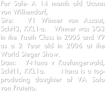 For Sale- A 14 month old Uconn von Wilhendorf,   
Sire:  V1 Winner von Assaut, SchH3, KKL1-a.   Winner was SG3 in the Youth Class in 2005 and V9 as a 2 Year old in 2006 at the World Sieger Show.    
Dam:  V-Nana v Kaufungerwald,  SchH1, KKL1a.     Nana is a top-producing daughter of VA Solo von Frutetto.    